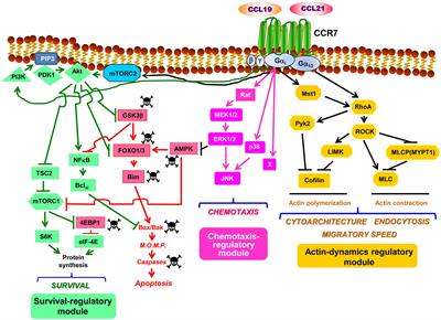 The Chemokine Receptor <mark class="highlighted">CCR7</mark> Uses Distinct Signaling Modules With Biased Functionality to Regulate Dendritic Cells